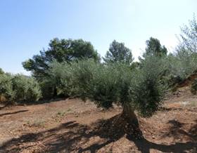 rustic property sale alcanar alcanar playa by 130,000 eur