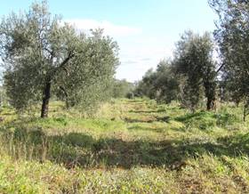 land sale almonte almonte by 14,500 eur
