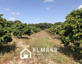 land sale huelva almonte by 80,000 eur