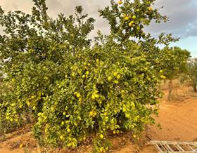 lands for sale in hinojos