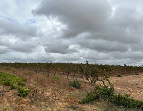 lands for sale in villalba del alcor