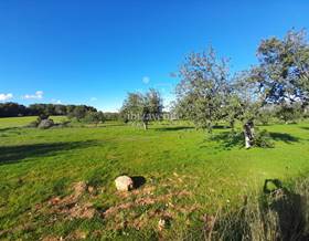 lands for sale in sant joan de labritja