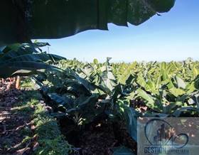lands for sale in la orotava