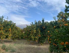 lands for sale in velez de benaudalla