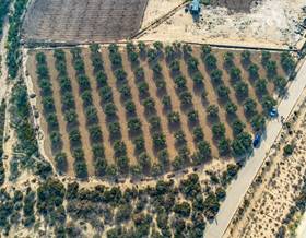 land sale crevillent comunidad valenciana by 30,000 eur