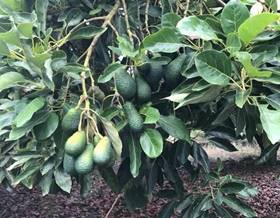 rustic property sale salobreña vega by 85,000 eur