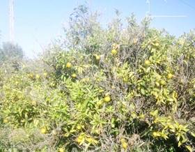 lands for sale in sant joan de moro
