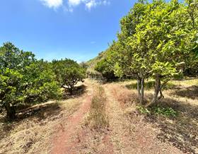 lands for sale in santa maria de guia de gran canaria