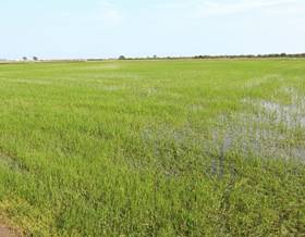 land sale amposta ullals by 710,000 eur