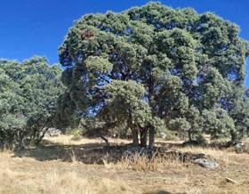 lands for sale in fresnedilla de la oliva