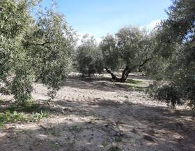 rustic property sale lucena by 102,000 eur