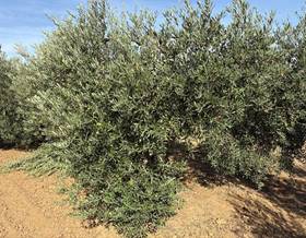 land sale bollullos par del condado andalucia by 32,000 eur