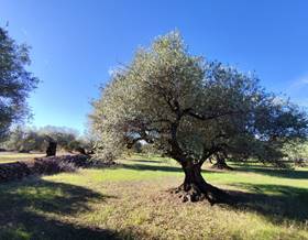 lands for sale in tarragona province