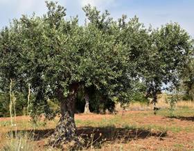 land sale amposta rústica by 25,000 eur