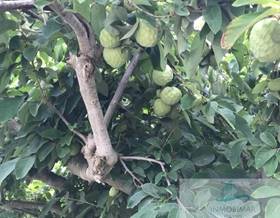 lands for sale in itrabo