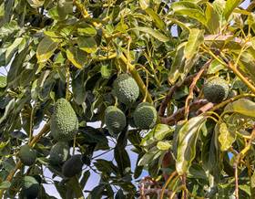 lands for sale in molvizar