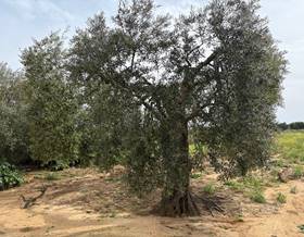 land sale bollullos par del condado andalucia by 8,500 eur