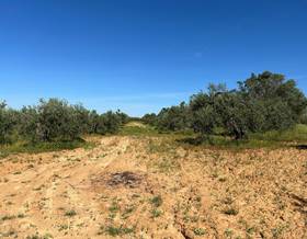 land sale bollullos par del condado andalucia by 13,000 eur