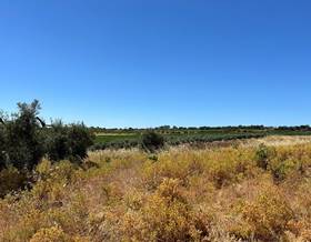 land sale bollullos par del condado andalucia by 13,000 eur