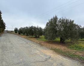 lands for sale in rociana del condado