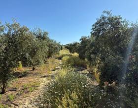 lands for sale in rociana del condado