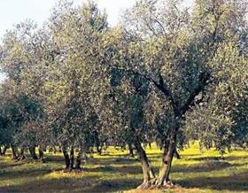 country house sale lucena by 490,000 eur