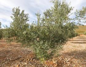 lands for sale in cozvijar