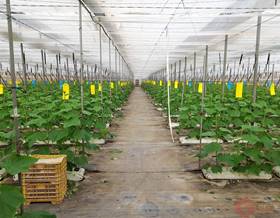 land sale carchuna la chucha by 275,900 eur