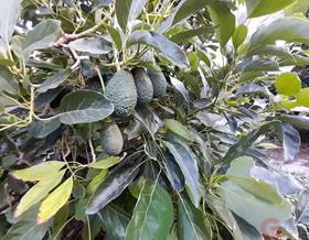 land sale velez de benaudalla isla del muerto by 371,900 eur