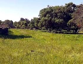 land sale aldea del cano alrededores by 158,000 eur