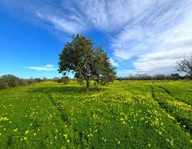 land sale campos campos by 220,000 eur