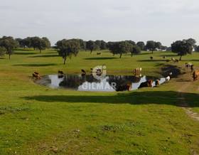 lands for sale in caceres province