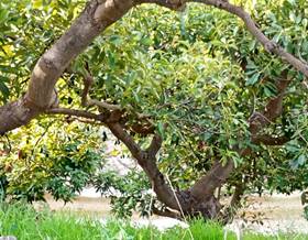 houses for sale in la capellania