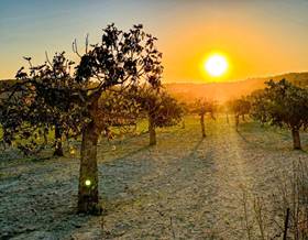 lands for sale in algaida