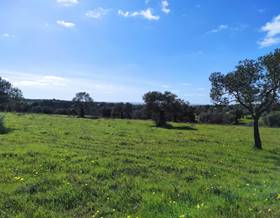 land sale niebla penuela by 25,000 eur