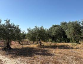 lands for sale in sanlucar la mayor
