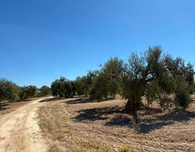 land sale bollullos par del condado andalucia by 25,000 eur