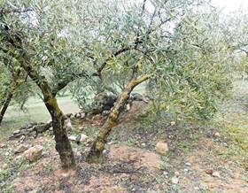 lands for sale in granada province