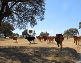 rustic property sale cáceres caceres by 1,300,000 eur
